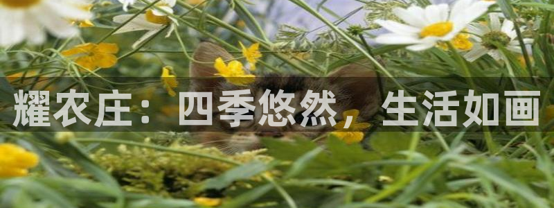 天辰娱乐跑的快